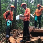 Foto de trabalhadores com EPI e planilhas checando o plano de colheita de madeira na floresta