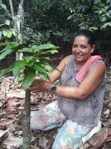 Foto mostra agricultora ajelhada mostrando muda de cacaueiro crescendo